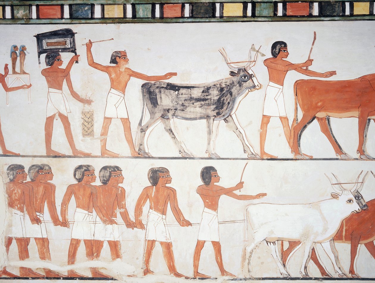 Herders en vee, fresco, zuidmuur, longitudinale kamer, Thebaanse graf TT69, Sheikh Abd el-Qurna, Thebe (Unesco Werelderfgoedlijst) door Egyptian 18th Dynasty
