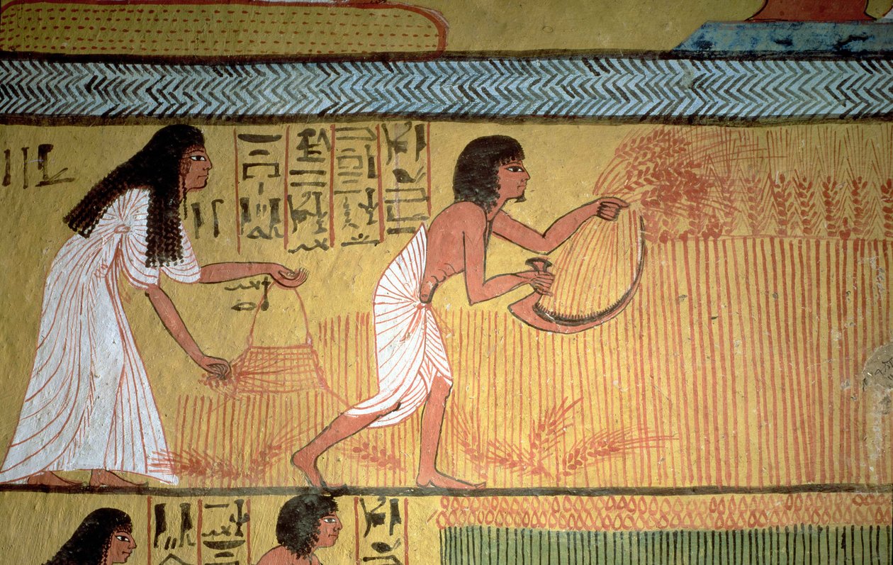 Detail van een oogstscène op de Oostmuur, uit het Graf van Sennedjem, Het Arbeidersdorp, Nieuwe Koninkrijk door Egyptian 19th Dynasty