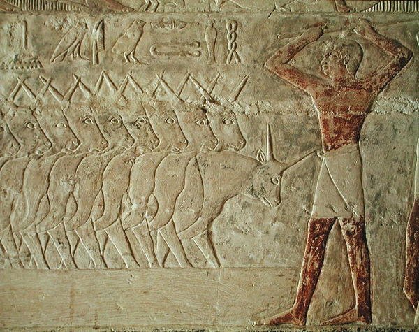 Reliëf dat een veedrijver toont die een groep vee aanmoedigt, uit de Mastaba van Mereruka, Oude Koninkrijk door Egyptian 6th Dynasty Egyptian 6th Dynasty