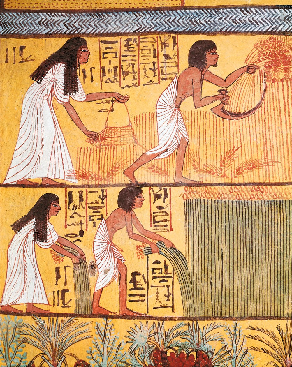 Detail van een oogstscène op de oostmuur, uit het graf van Sennedjem, het arbeidersdorp door Egyptian Egyptian