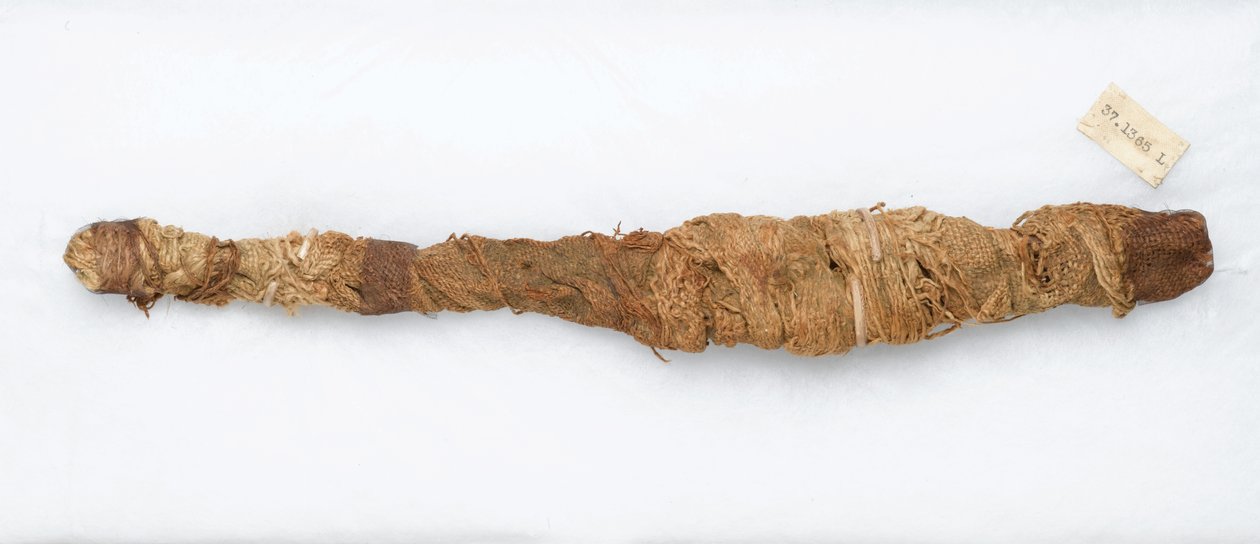 Krokodillenmummie, gevonden in Manfalont door Egyptian School
