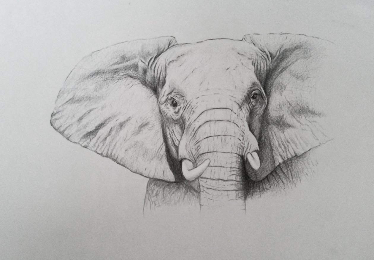 Olifant, 2011 (aquarelverf en potlood op papier) door Eleanor Grafton