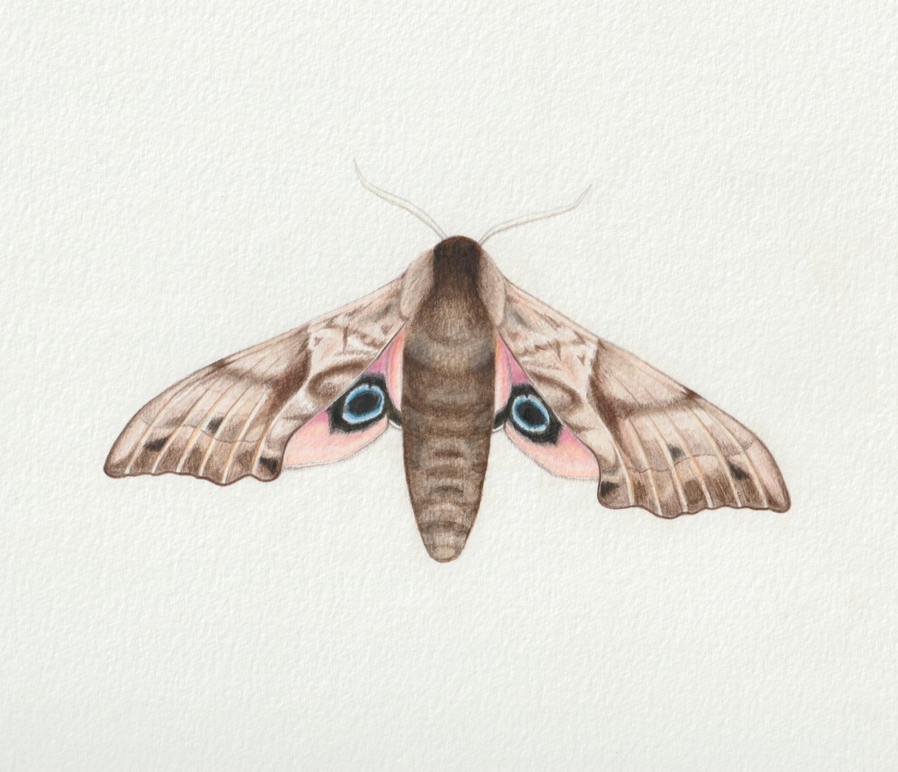 Geoogde havikmot, 2023 (aquarel) door Eleanor Grafton