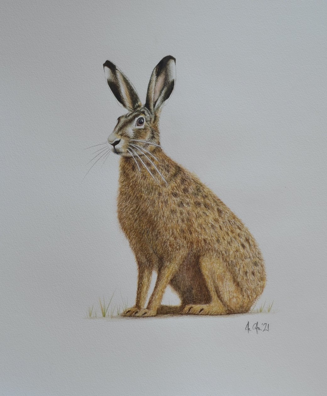 Haas, 2021 (aquarel) door Eleanor Grafton
