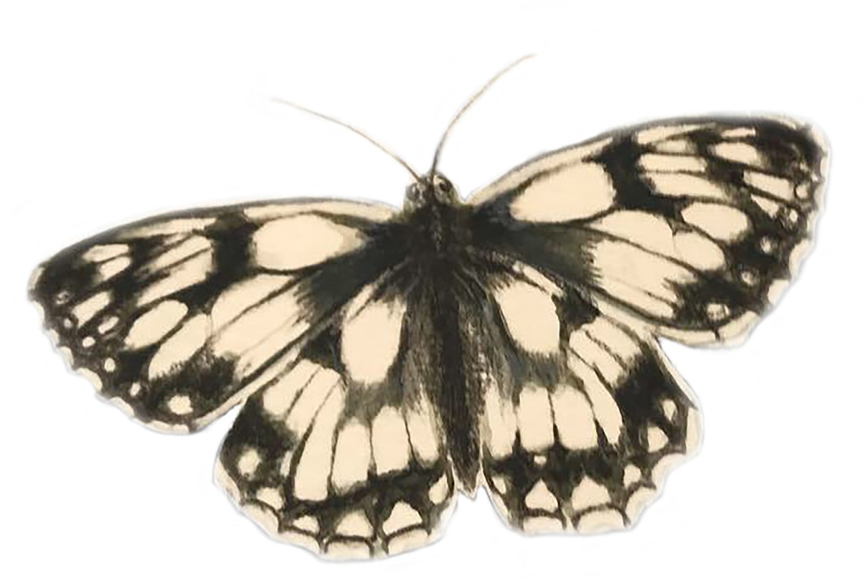 Marbled White Butterfly, 2019 (aquarelverf en potlood) door Eleanor Grafton