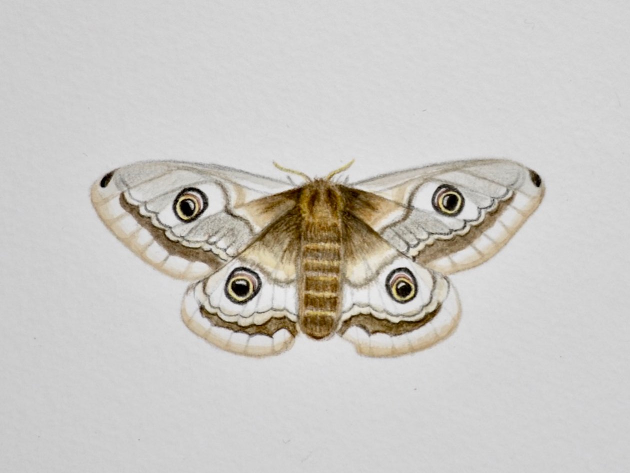 Nachtvlinder, 2019 (aquarelverf en potlood) door Eleanor Grafton