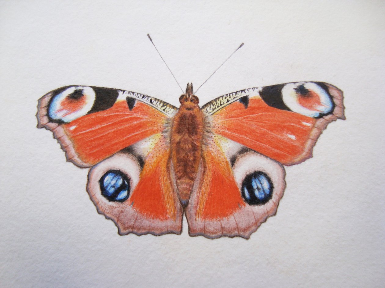 Pauwenvlinder, 2012 (aquarelverf en potlood) door Eleanor Grafton
