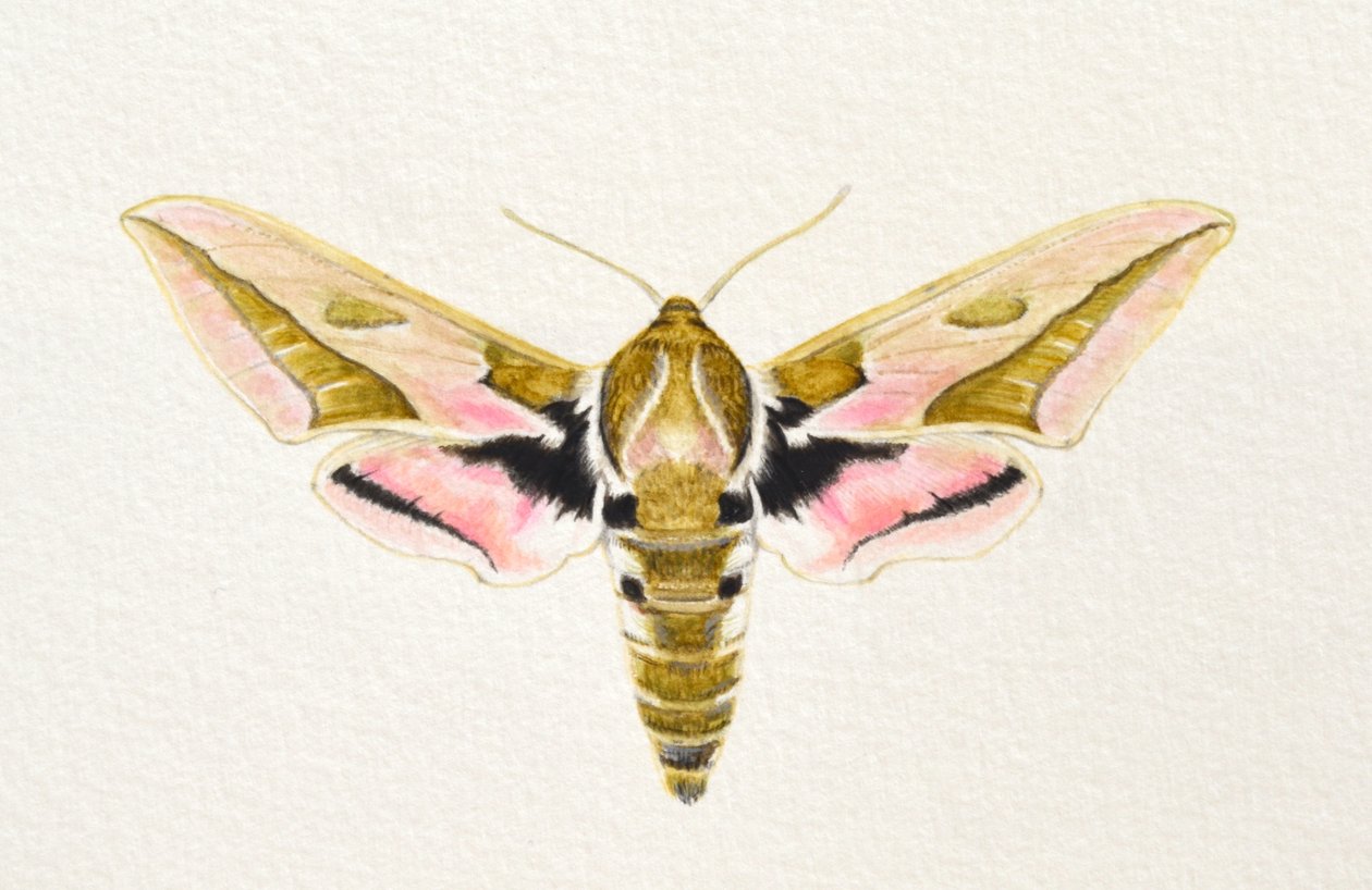 Boerenwormvlinder, 2023 (aquarel) door Eleanor Grafton