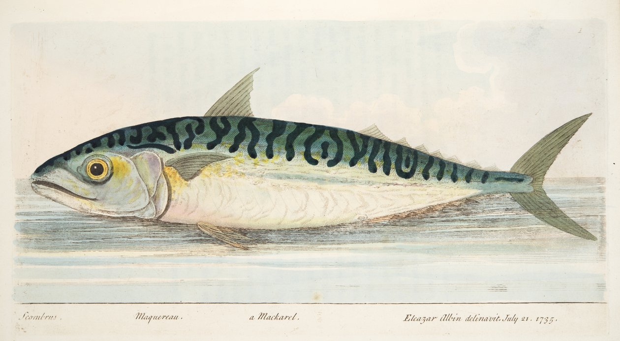 De Makreel, uit Een Verhandeling over Vissen en Visvijvers, uitgegeven 1832 door Eleazar Albin