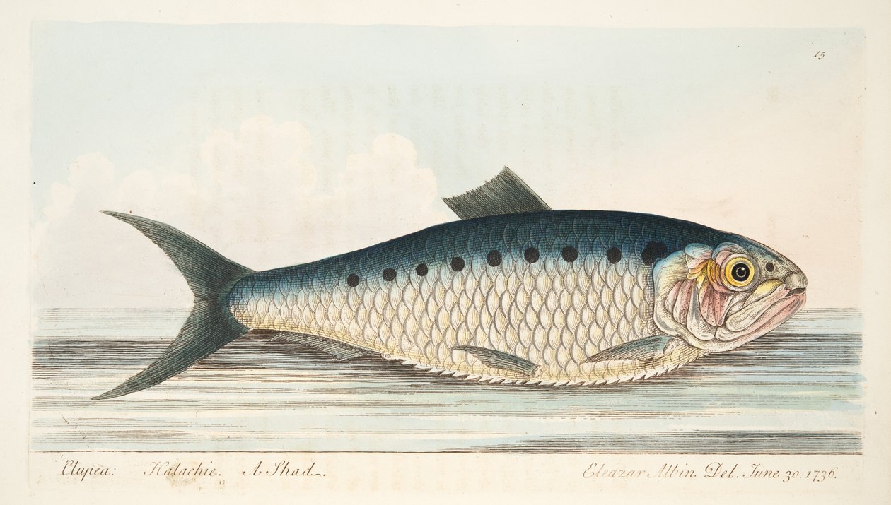 De Elft, uit Een Verhandeling over Vissen en Visvijvers, uitgegeven 1832 door Eleazar Albin