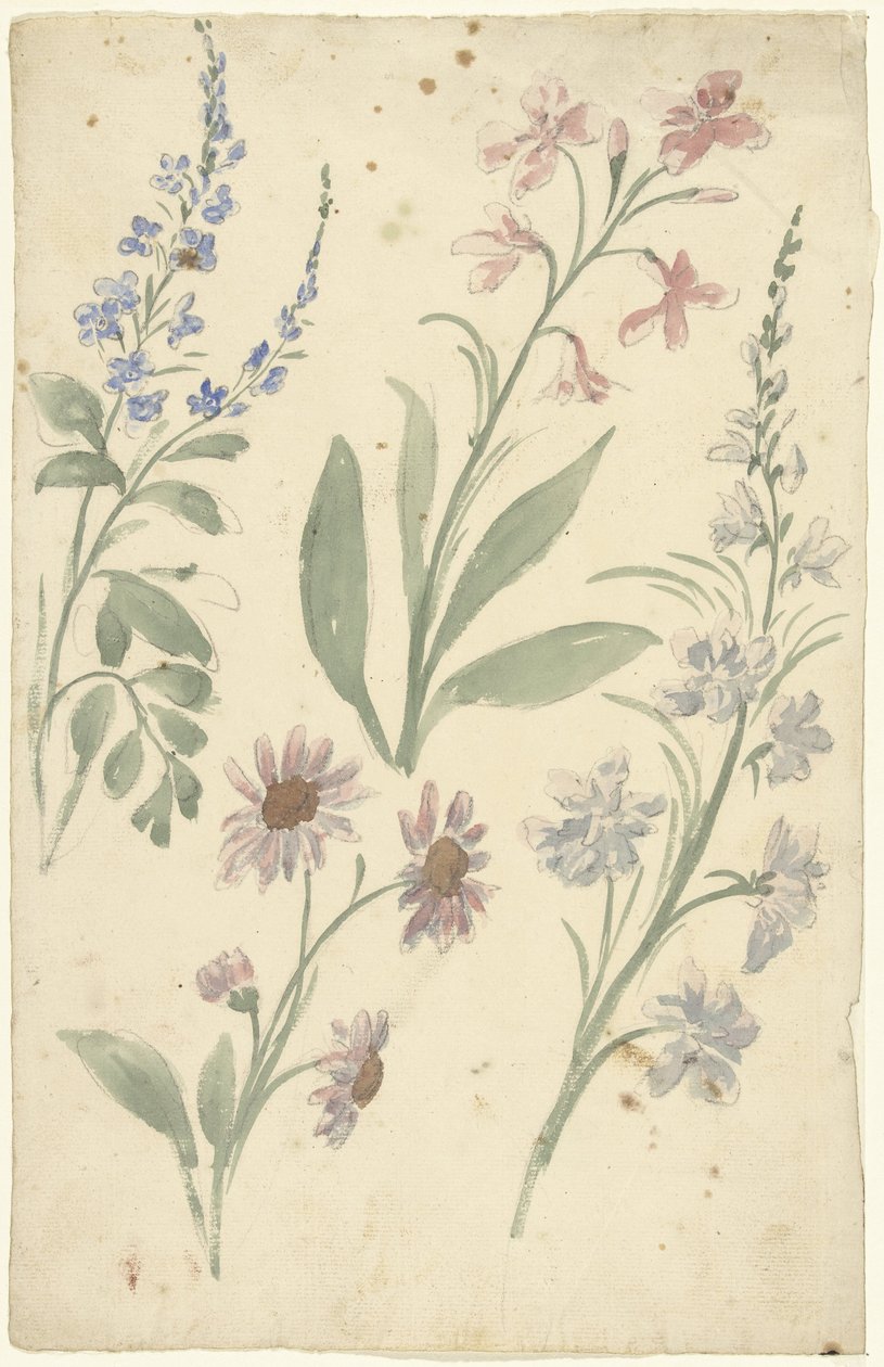 Vier studies van roze en blauwe bloemen door Elias van Nijmegen