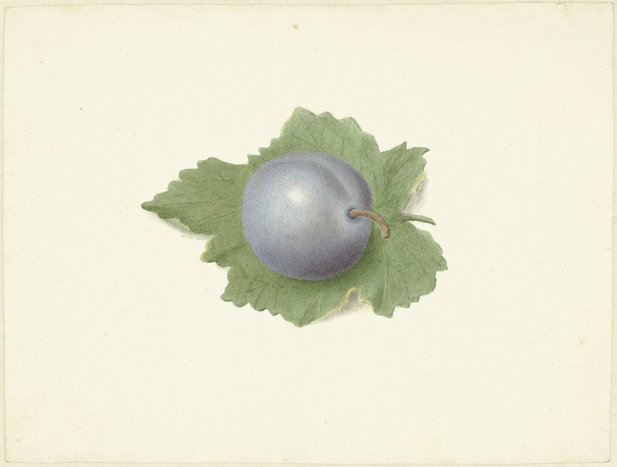 Pruim op een blad door Elisabeth Geertruida van de Kasteele