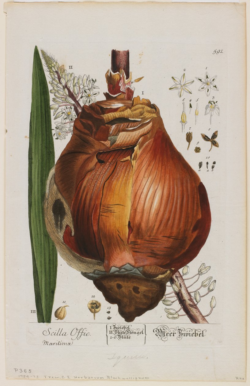 Scilla Offic, 1757-73 door Elizabeth Blackwell