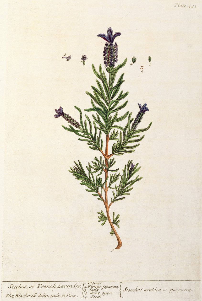 Franse Lavendel, plaat 241 uit 