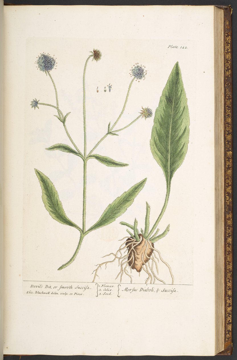 Plate 142, Devil