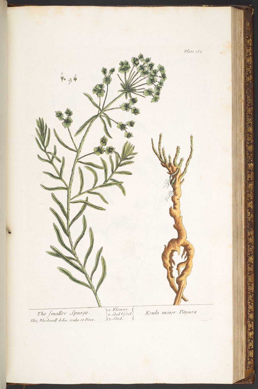 Plate 163, uit 