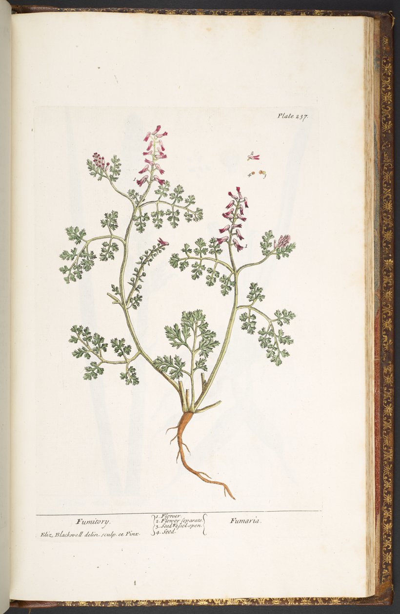 Plaat 237, Fumitory, uit 