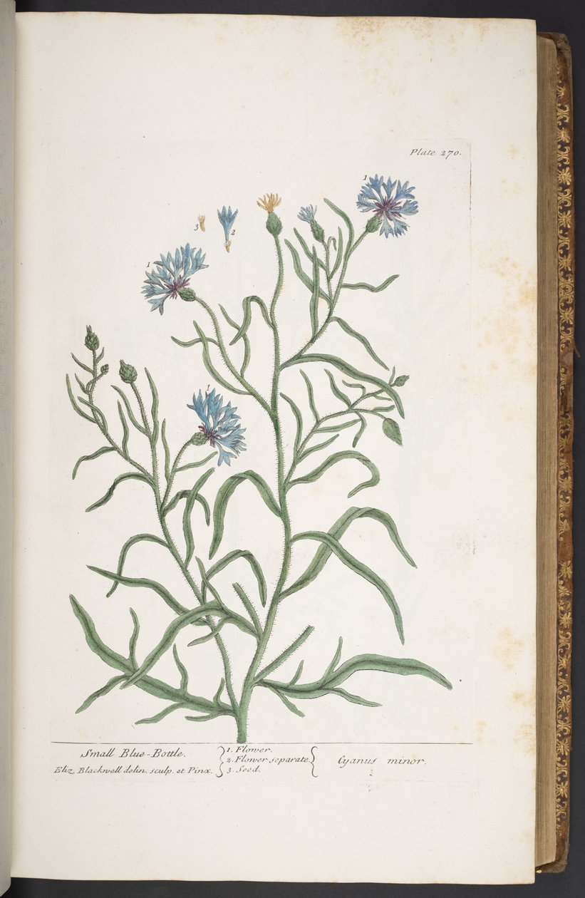 Plaat 270, Kleine Korenbloem, uit 