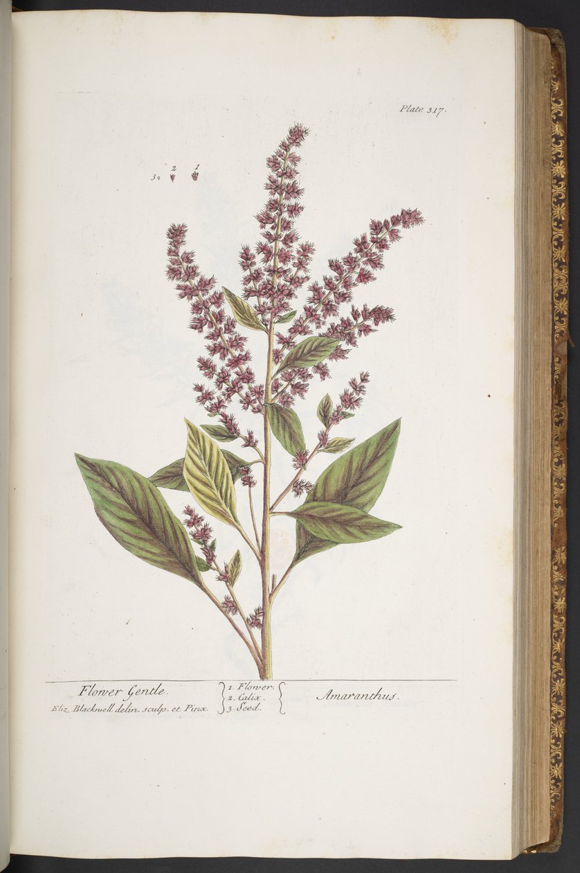 Plaat 317, Flower Gentle, of Amaranthus, uit 