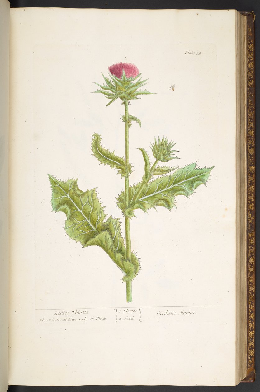 Plaat 79, Vrouwen Distel, uit 