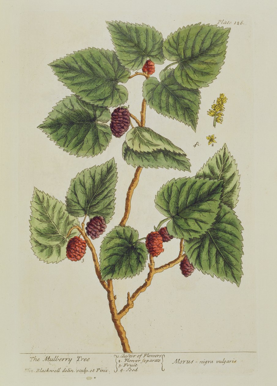 De Moerbeiboom, plaat 126 uit 