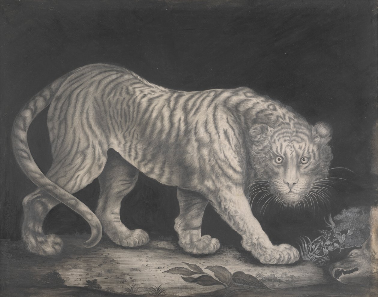 Een Sluipende Tijger door Elizabeth Pringle