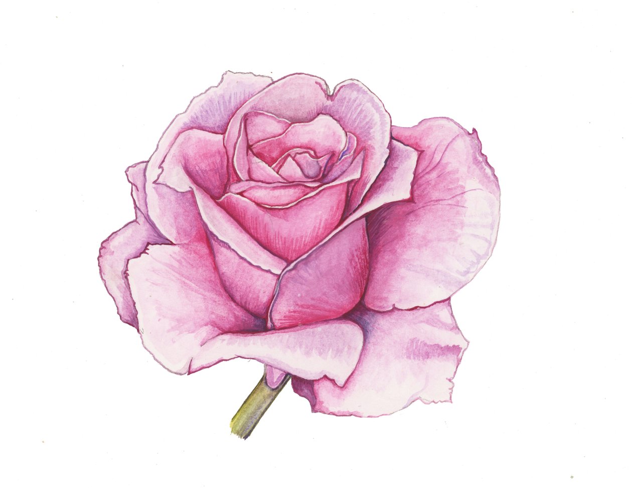 Roze roos, 2012 (aquarel) door Elizabeth Rider
