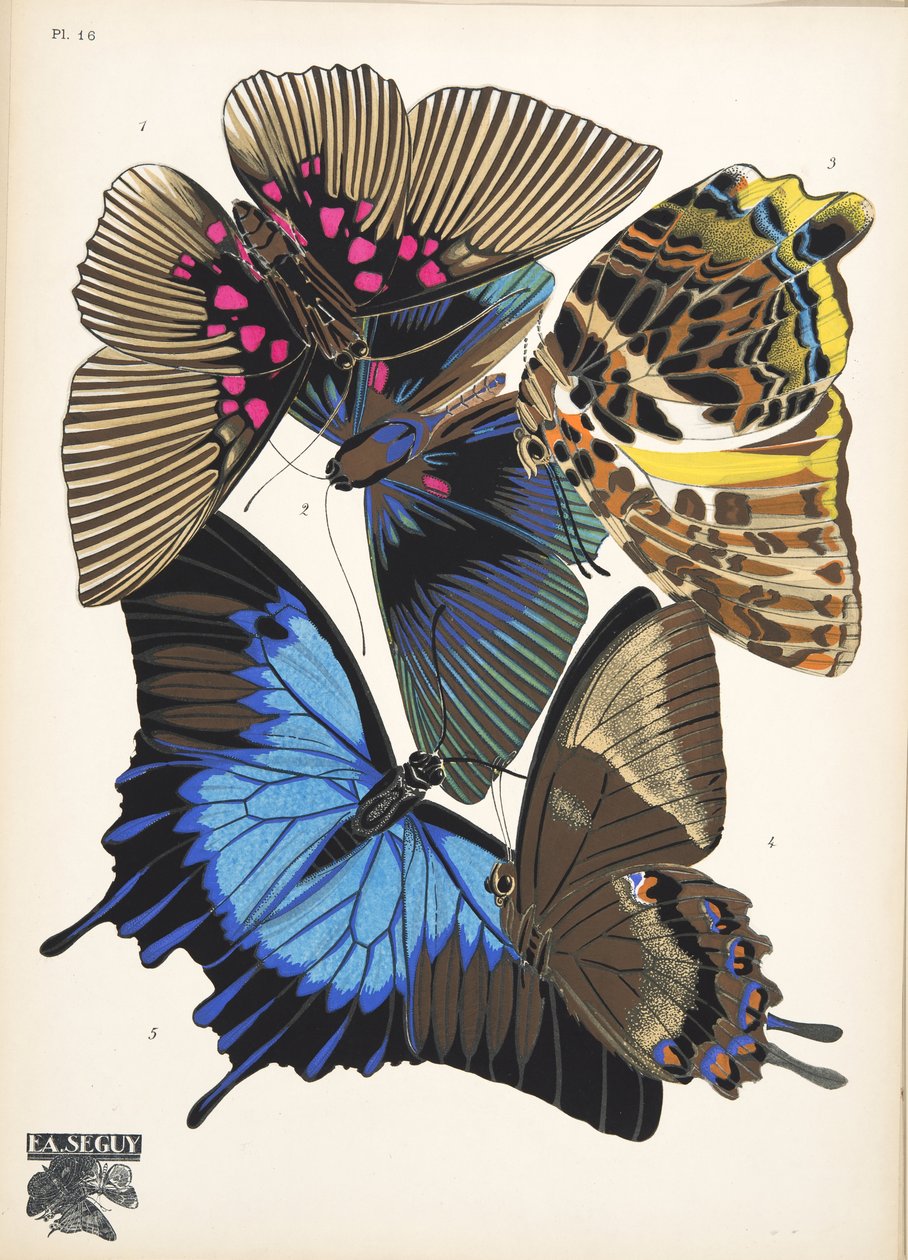 Plaat 16, uit Papillons, uitgegeven 1925 door Émile Allain Séguy