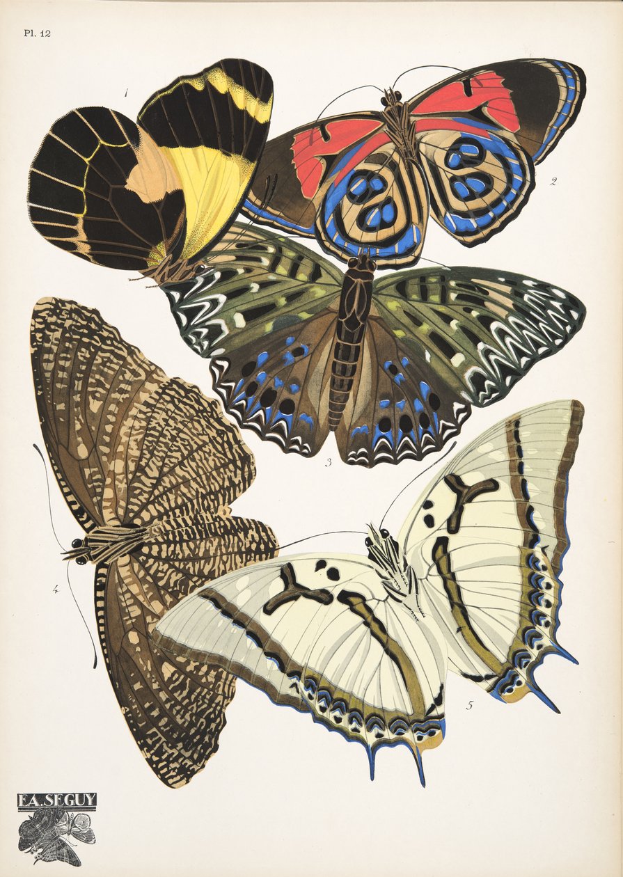 Plaat 12, uit Papillons, uitgegeven in 1925 door Émile Allain Séguy