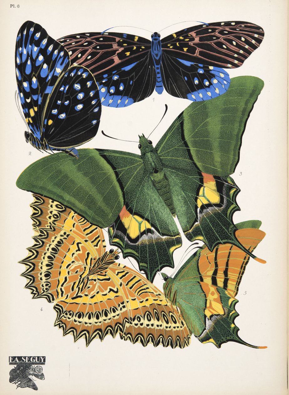 Plaat 6, uit Papillons, uitgegeven in 1925 door Émile Allain Séguy