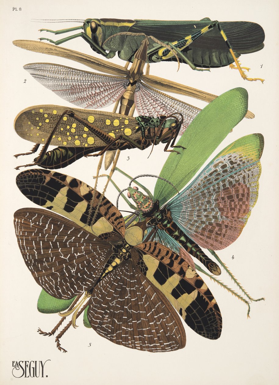 Plaat 8 uit Insectes, pub. 1930