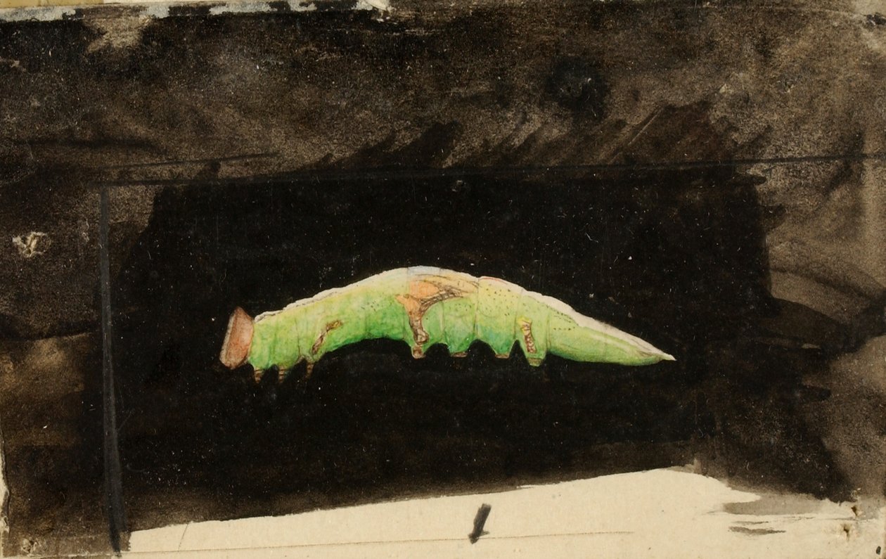 Larger Spotted Beach Leaf Edge Caterpillar, studie voor boek Concealing Coloration in the Animal Kingdom door Emma Beach Thayer