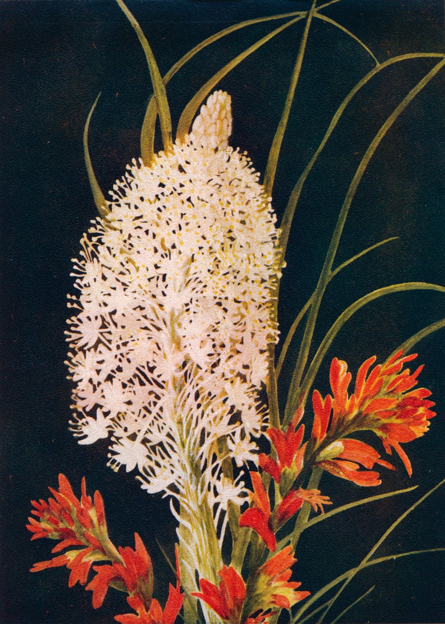 Squaw Grass en Scarlet Paint Brush, c1915, 1915 door Emma Graham Clock