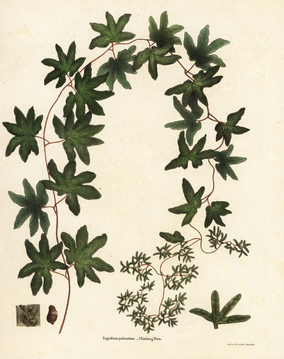 Amerikaanse klimplantvaren of Hartford varen, Lygodium palmatum door Endicott Endicott