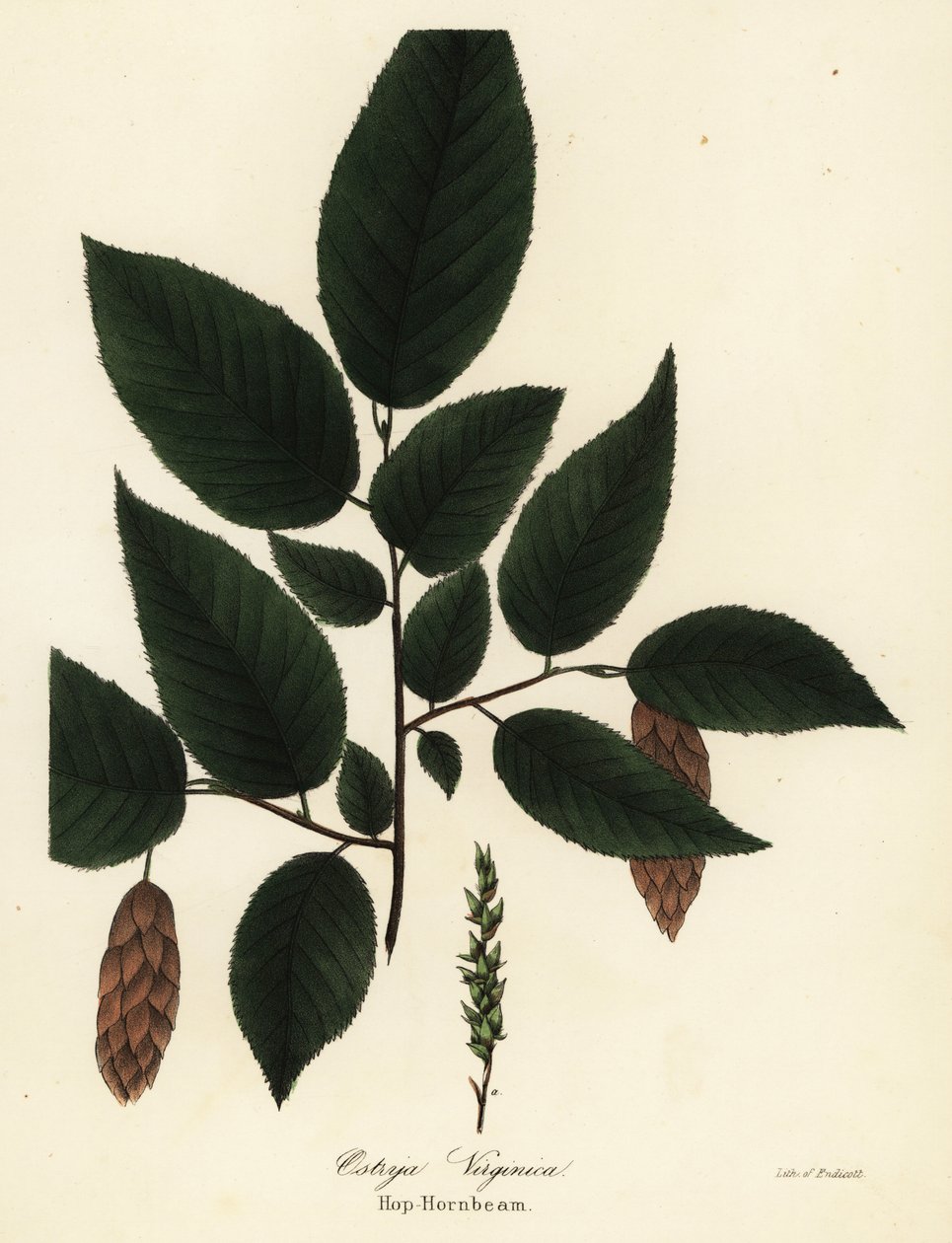 Amerikaanse hopbeuk, Ostrya virginiana door Endicott Endicott