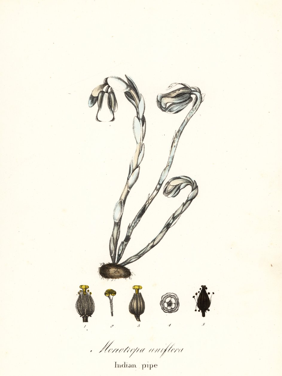Spookplant, spookpijp, Indiase pijp of lijkplant, Monotropa uniflora door Endicott Endicott
