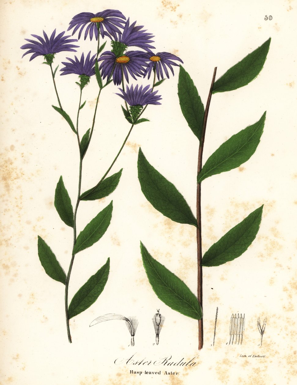 Ruwe aster of ruwe bosaster, Eurybia radula door Endicott Endicott
