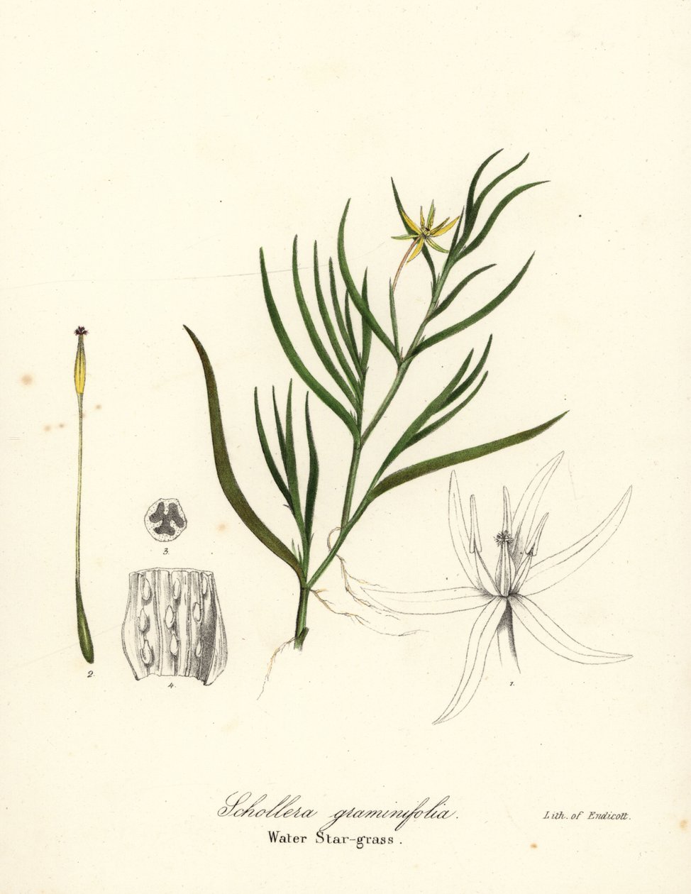 Modderplant of waterhyacint, Heteranthera dubia (Waterstergras, Schollera graminifolia) door Endicott Endicott