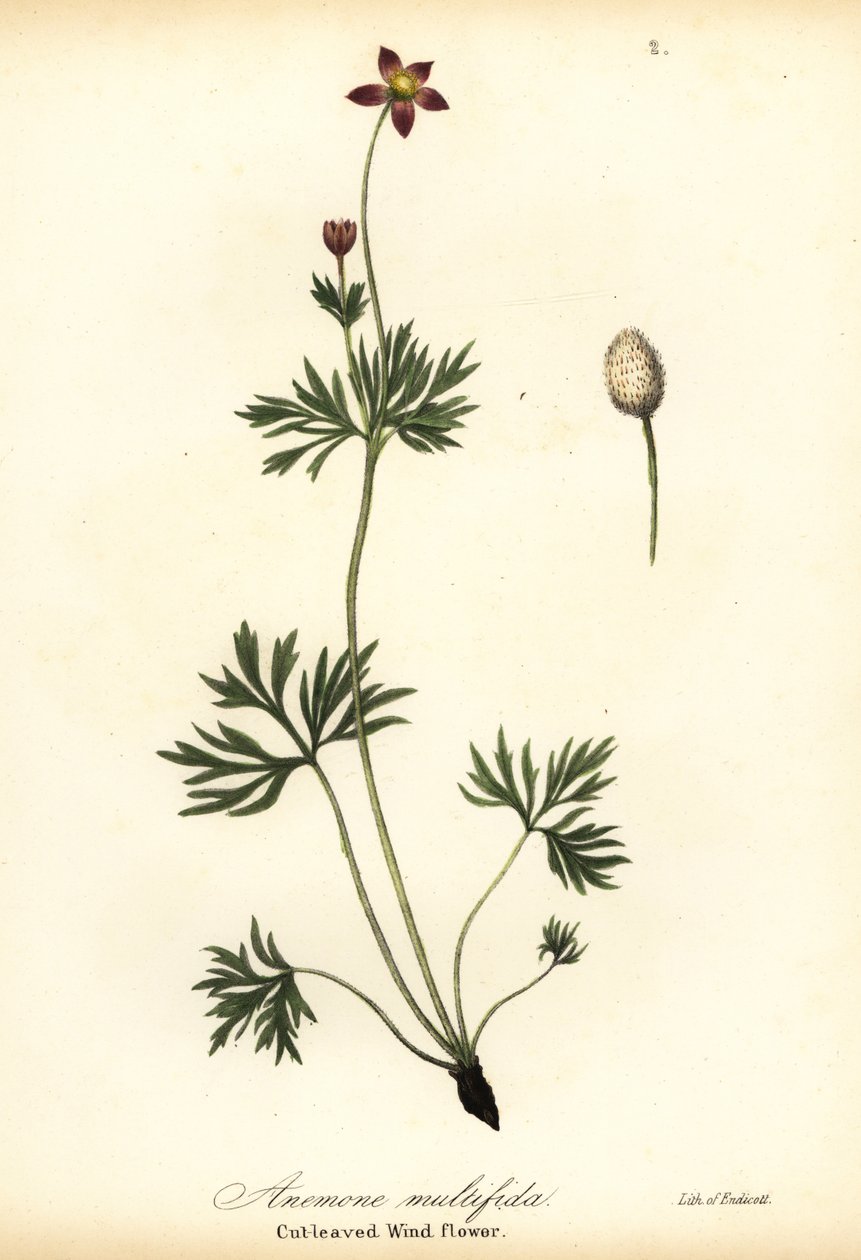 Pacifische anemoon of gesneden windbloem, Anemone multifida door Endicott Endicott