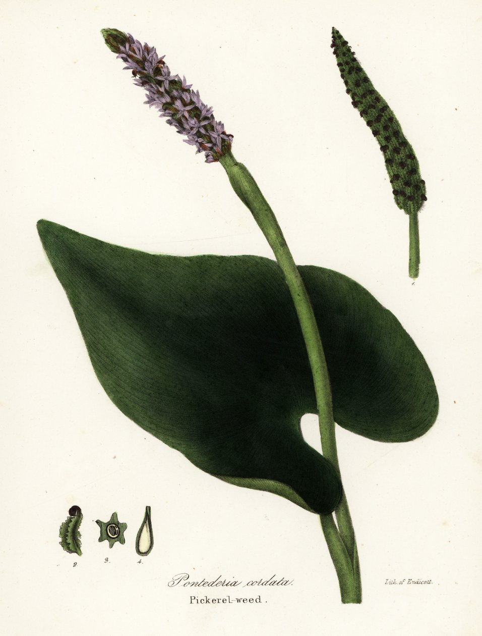 Pontederia cordata door Endicott Endicott