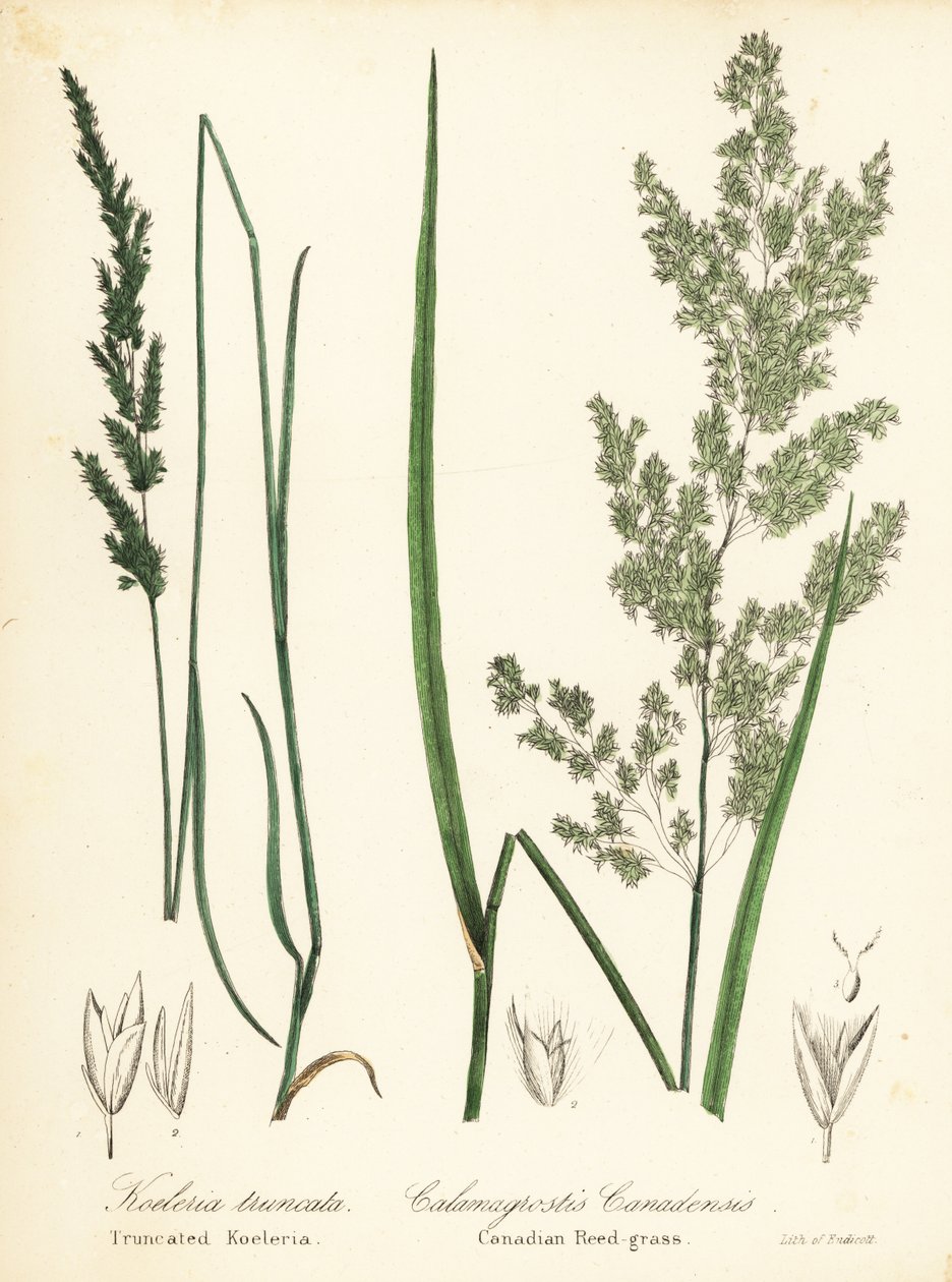 Prairie wedgescale en Canadese rietgras door Endicott Endicott