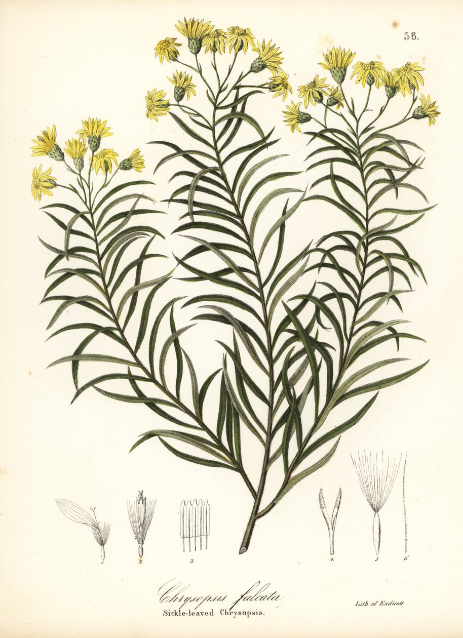Sikkelblad zijdegras of sikkelbladige gouden aster, Pityopsis falcata door Endicott Endicott