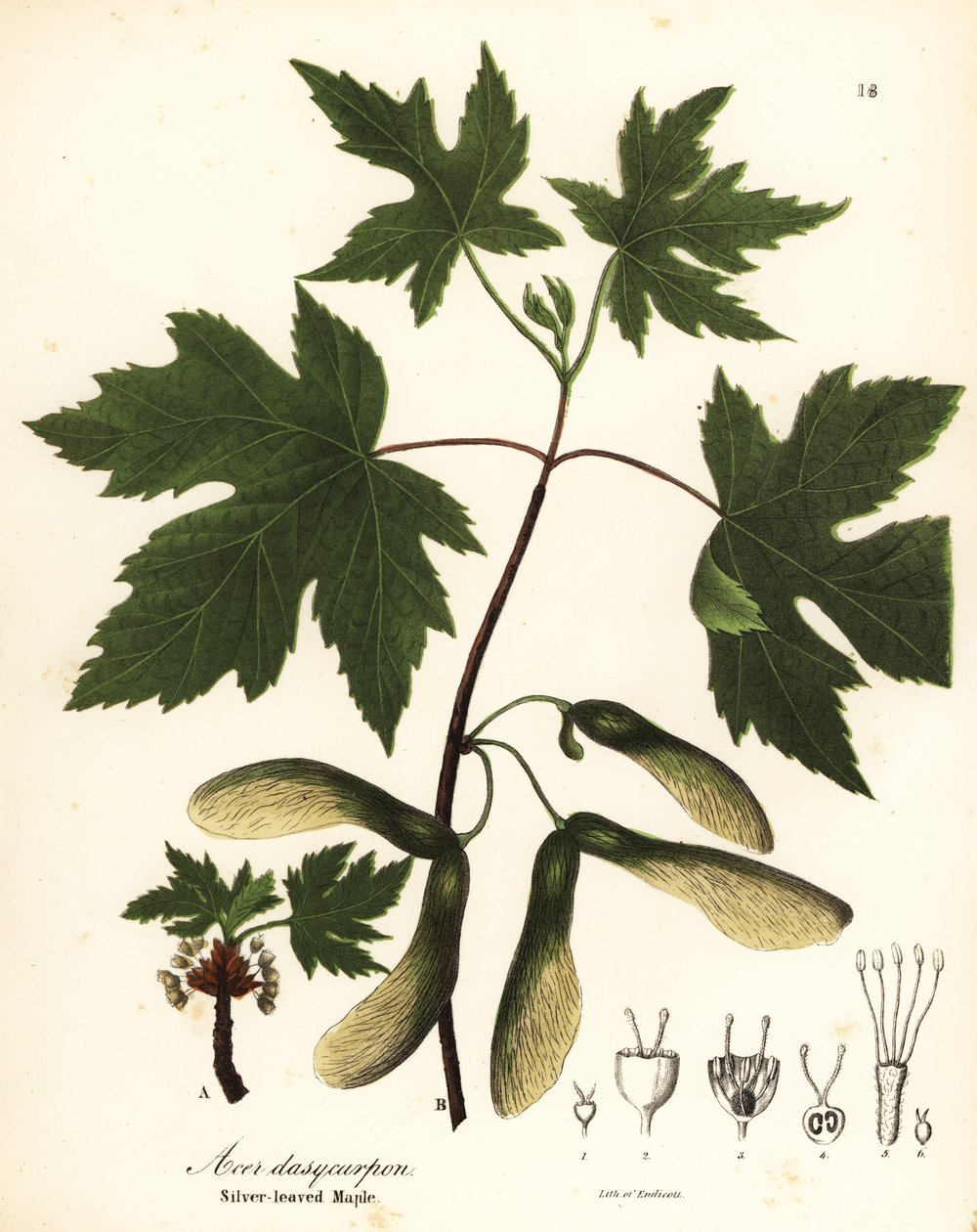 Zilveresdoorn, Acer saccharinum door Endicott Endicott