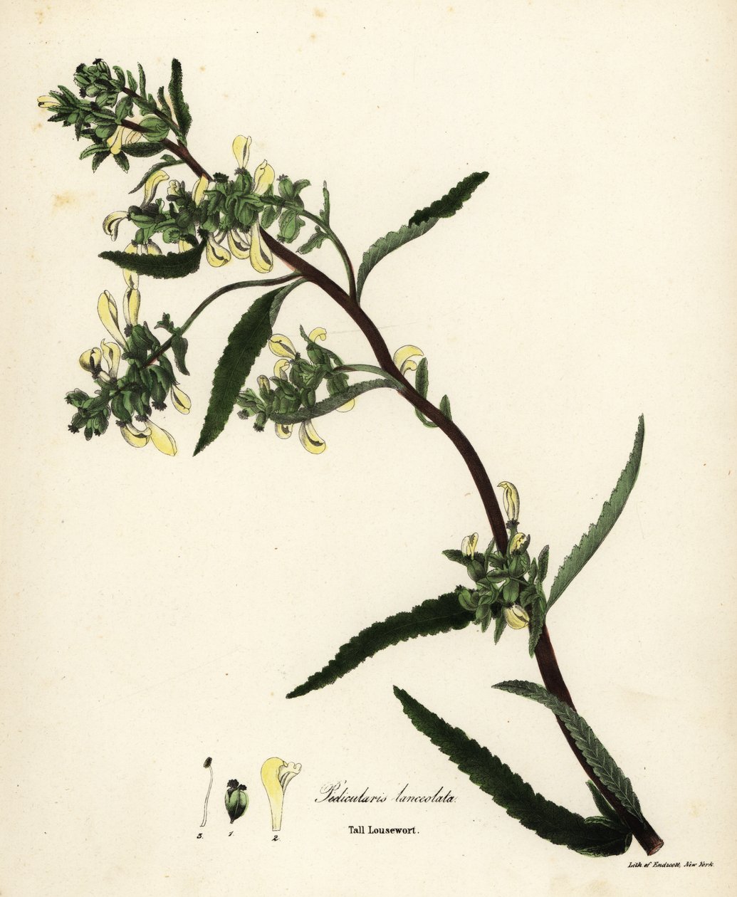 Hoge lousewort, Pedicularis lanceolata door Endicott Endicott