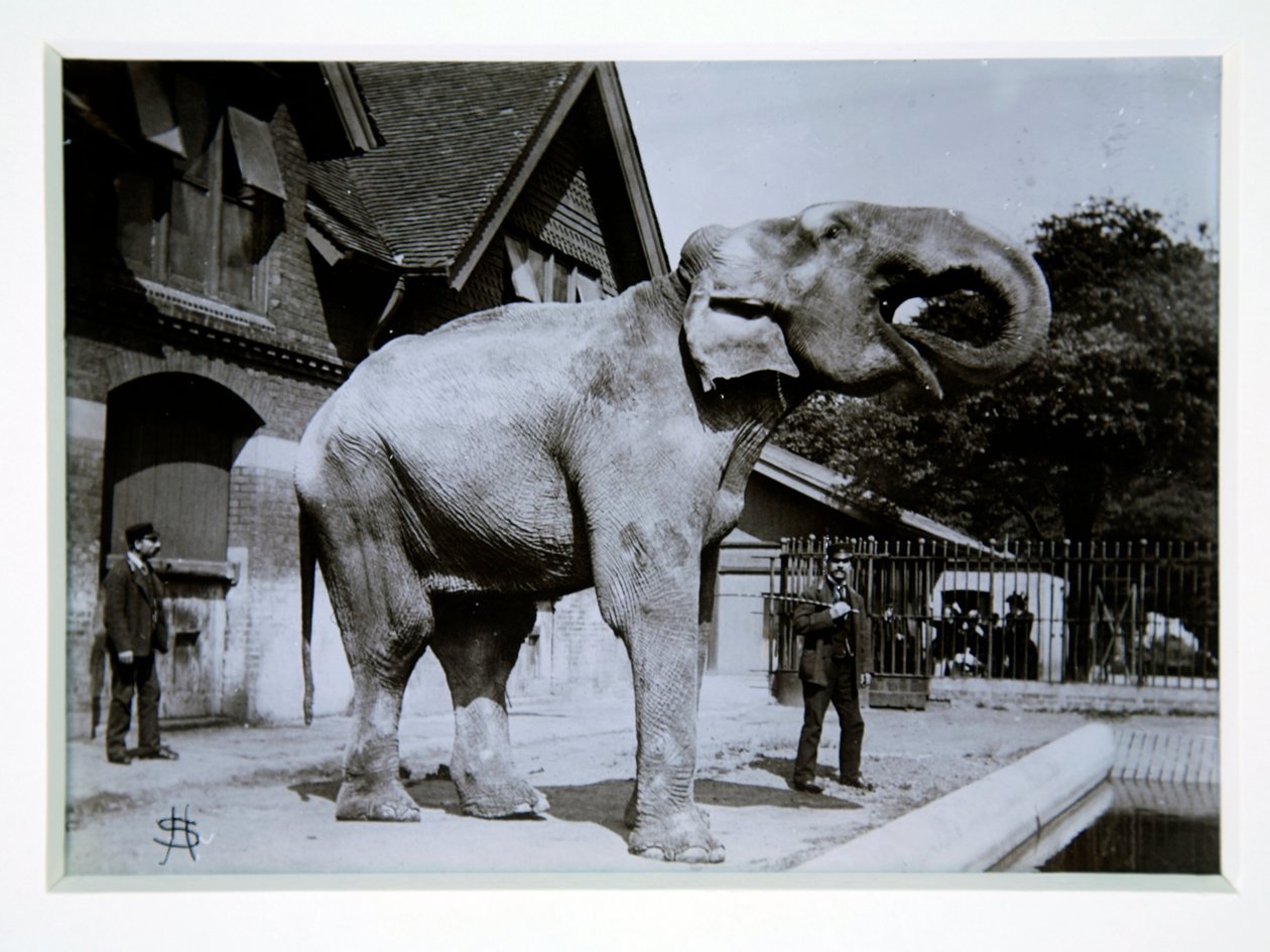 Jumbo de Olifant in de London Zoo, 1870s door English Photographer