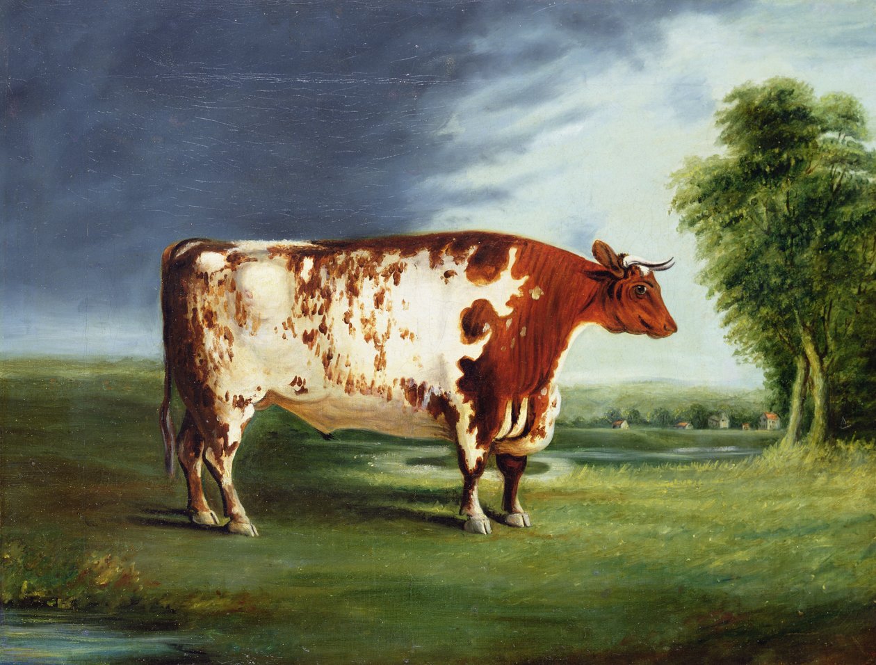 Een Prijsstier, Mogelijk een Durham Shorthorn, c.1820 door English School