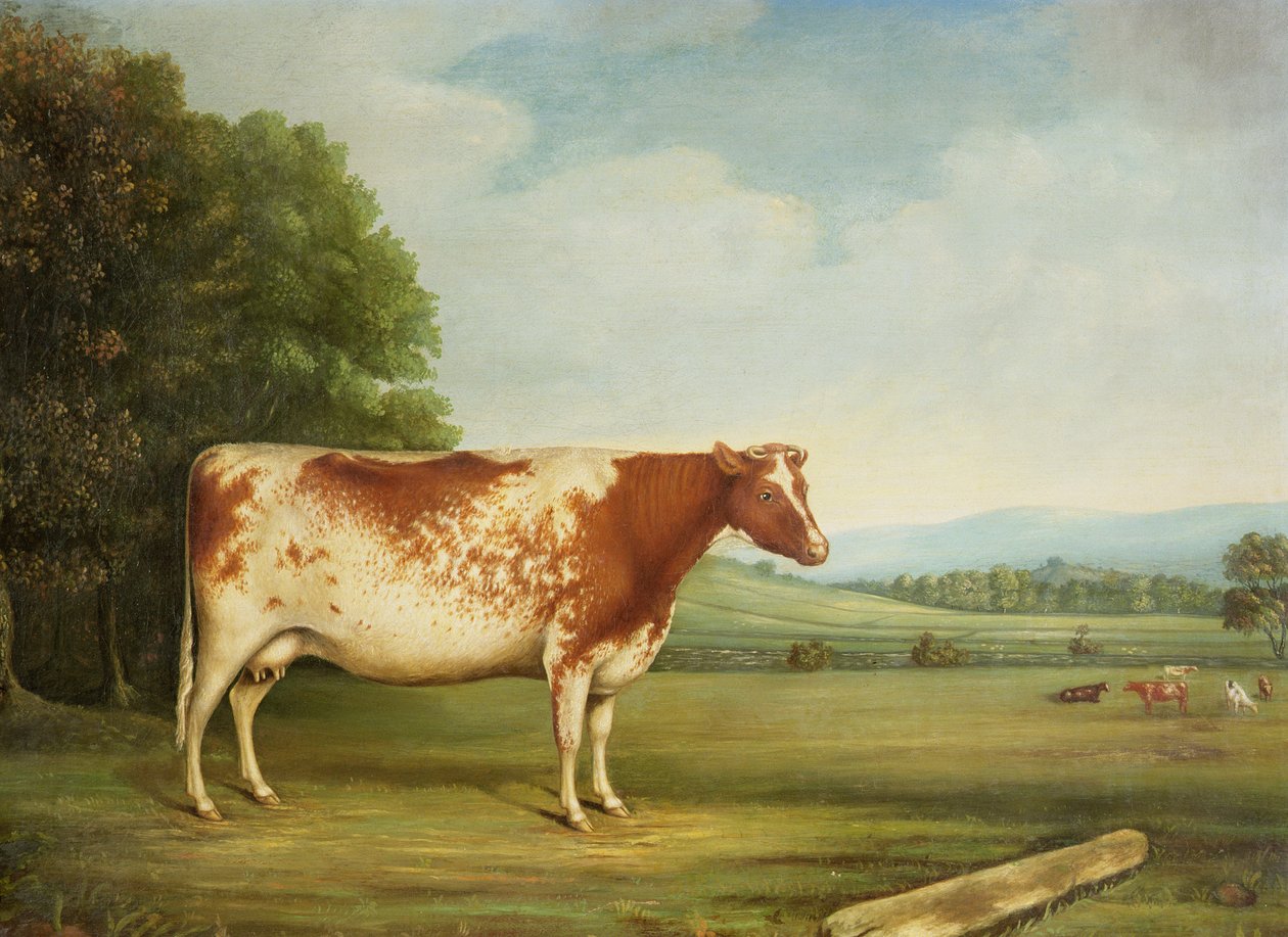 Een prijs Shorthorn koe in een landschap door English School