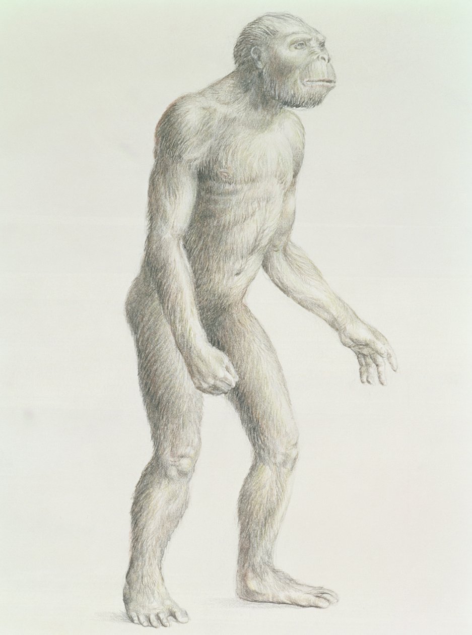Australopithecus boisei door English School