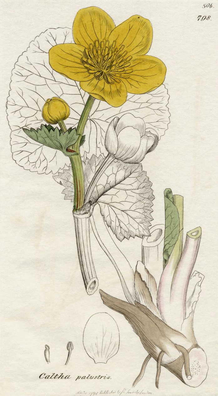 Caltha Palustris (Moerasboterbloem) gepubliceerd in Londen 1798 door English School