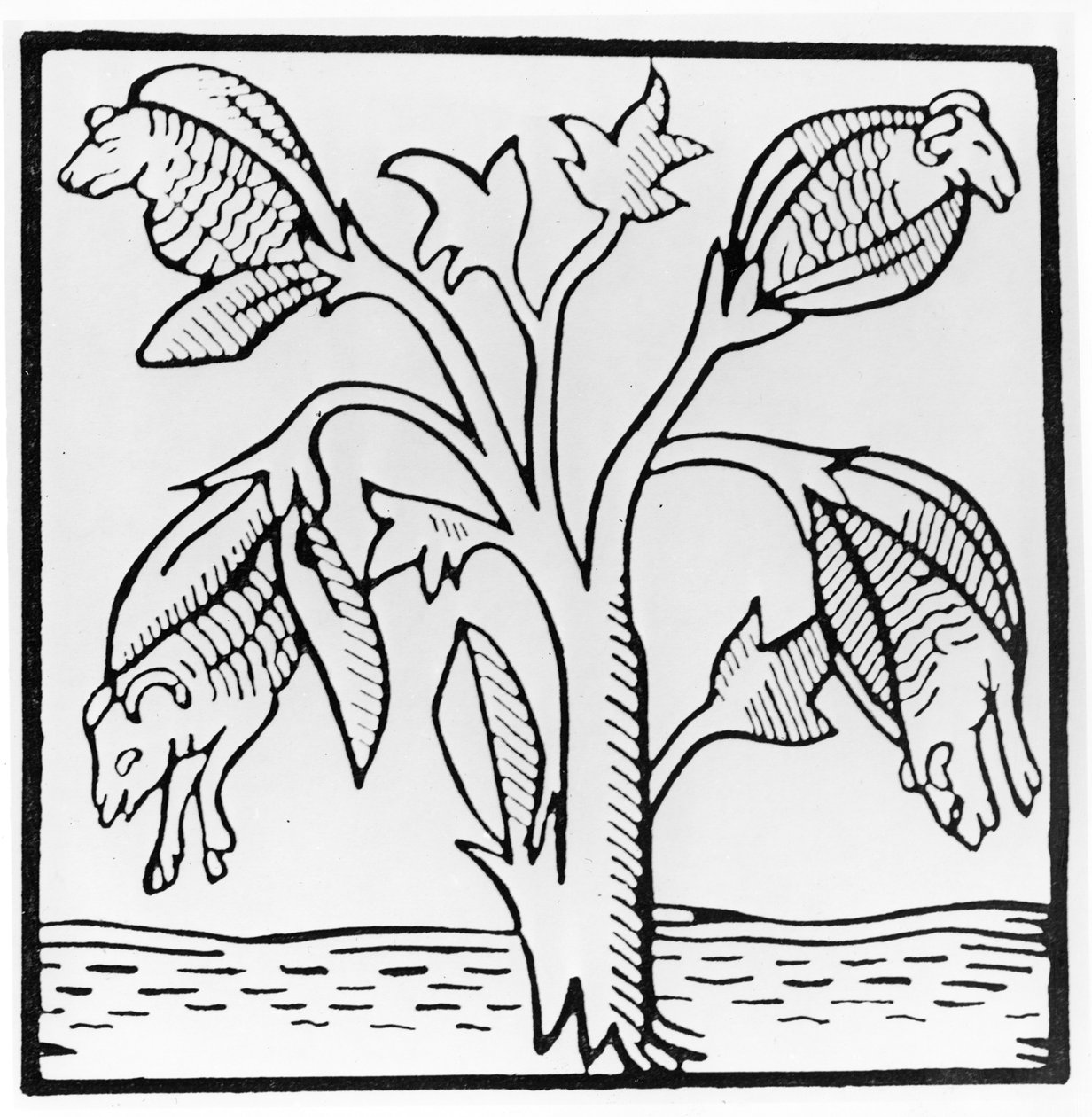 Katoenplant, zoals voorgesteld door John Mandeville door English School